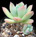 Echeveria Elegans